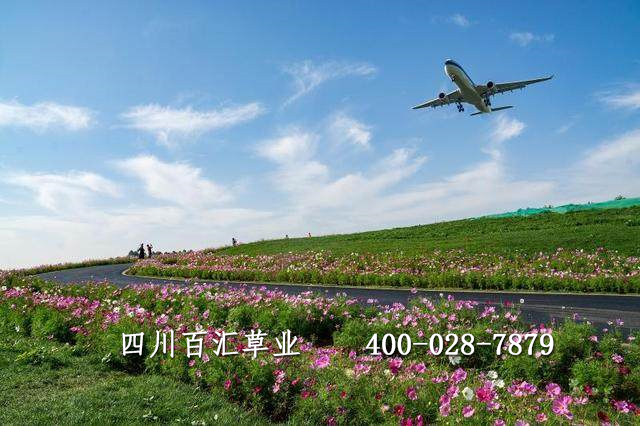 格?；ǚN子多少錢一斤